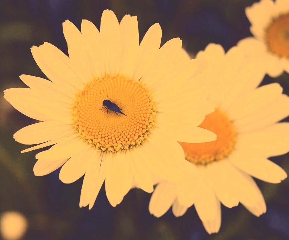 Ромашки обои