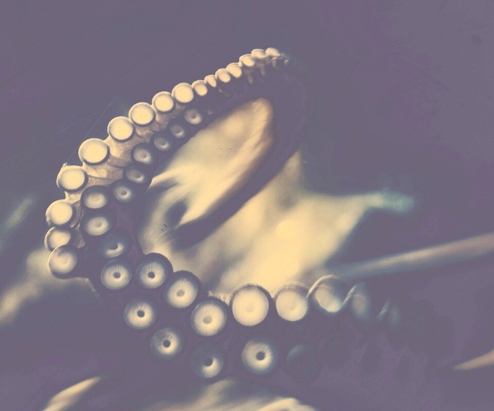 Щупальце обои