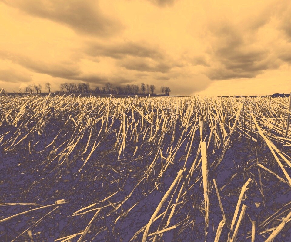 Убранное поле обои