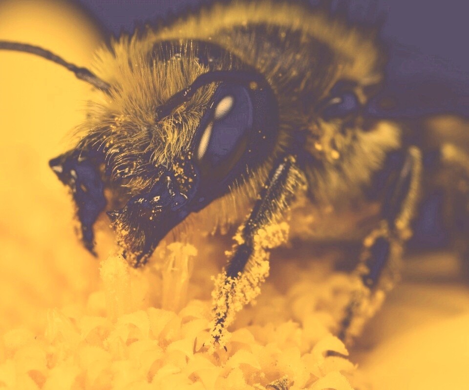 Пчела крупным планом обои