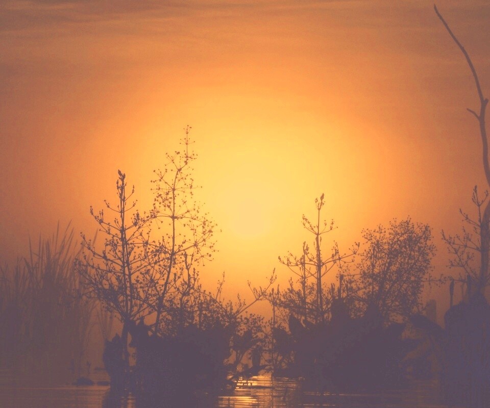 Доисторическое утро обои