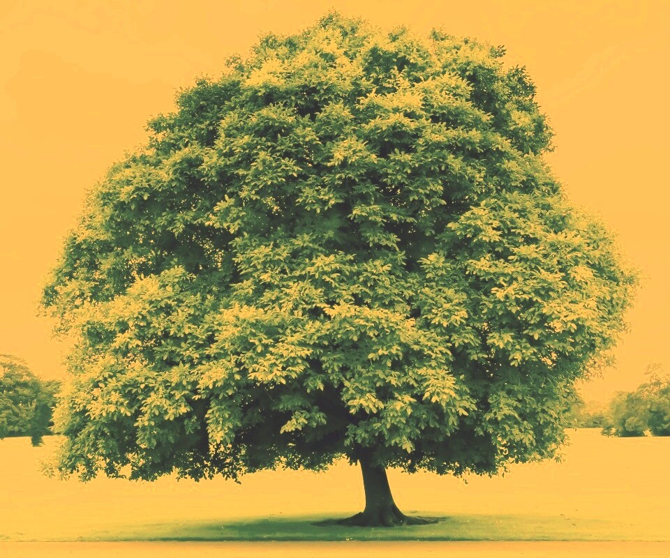 Зеленое ирландское дерево обои