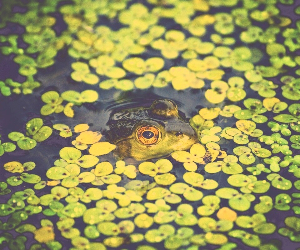 Маленькая лягушка обои