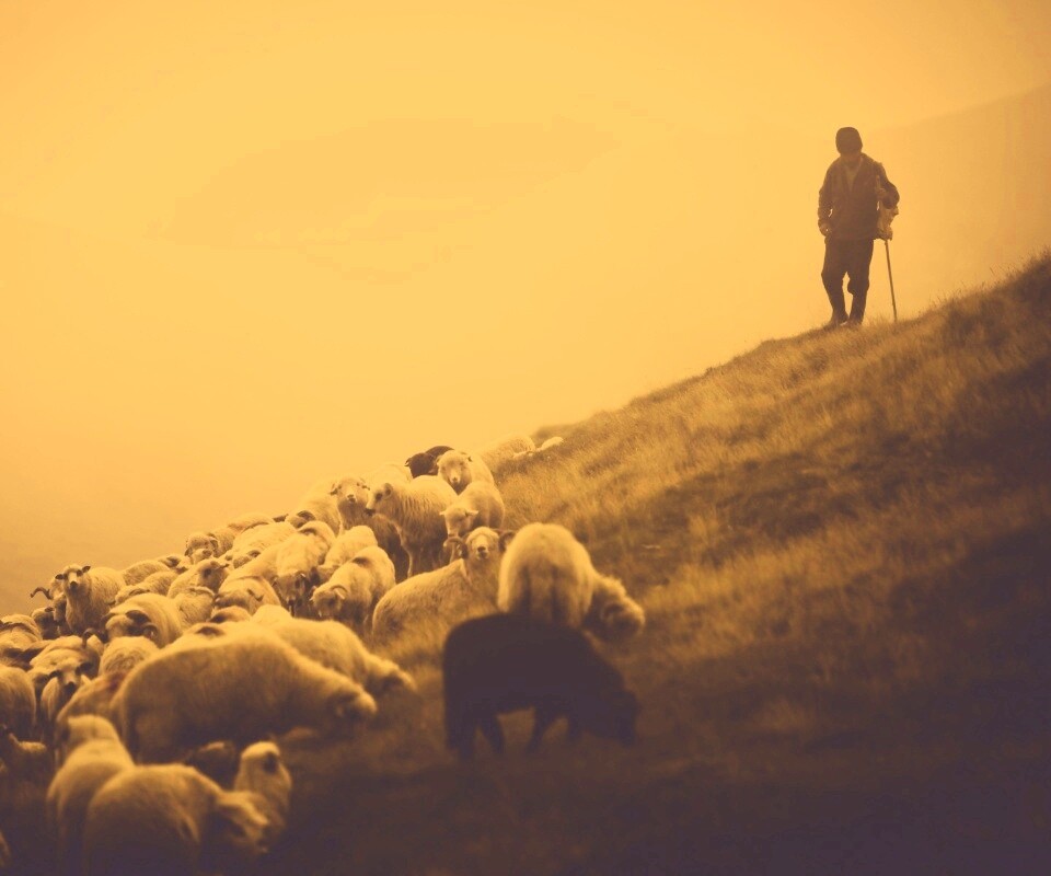 Пастух и стадо обои