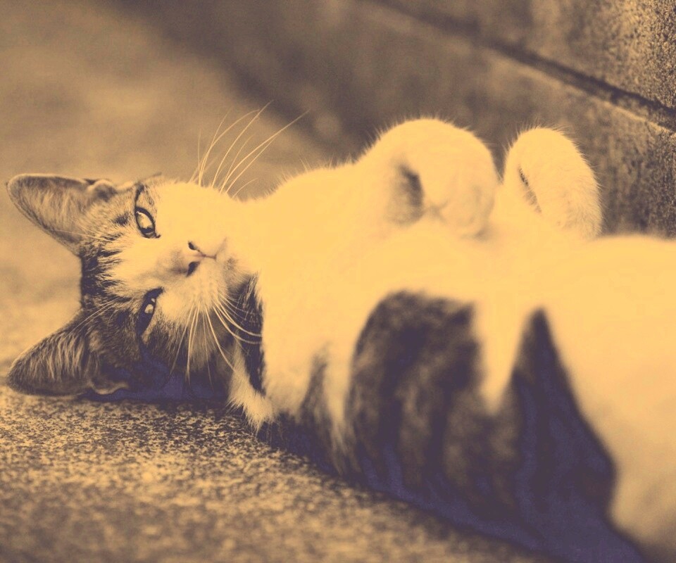 Кот лежит на спине обои