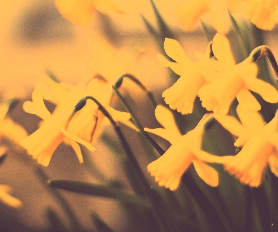 Нарциссы обои