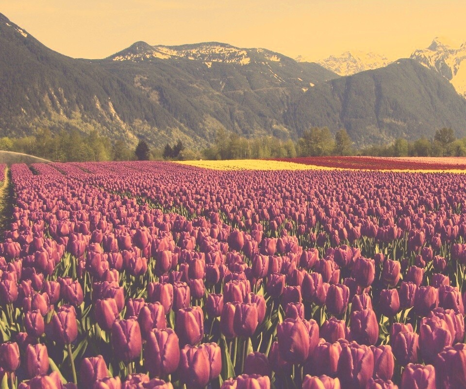 Поле тюльпанов обои