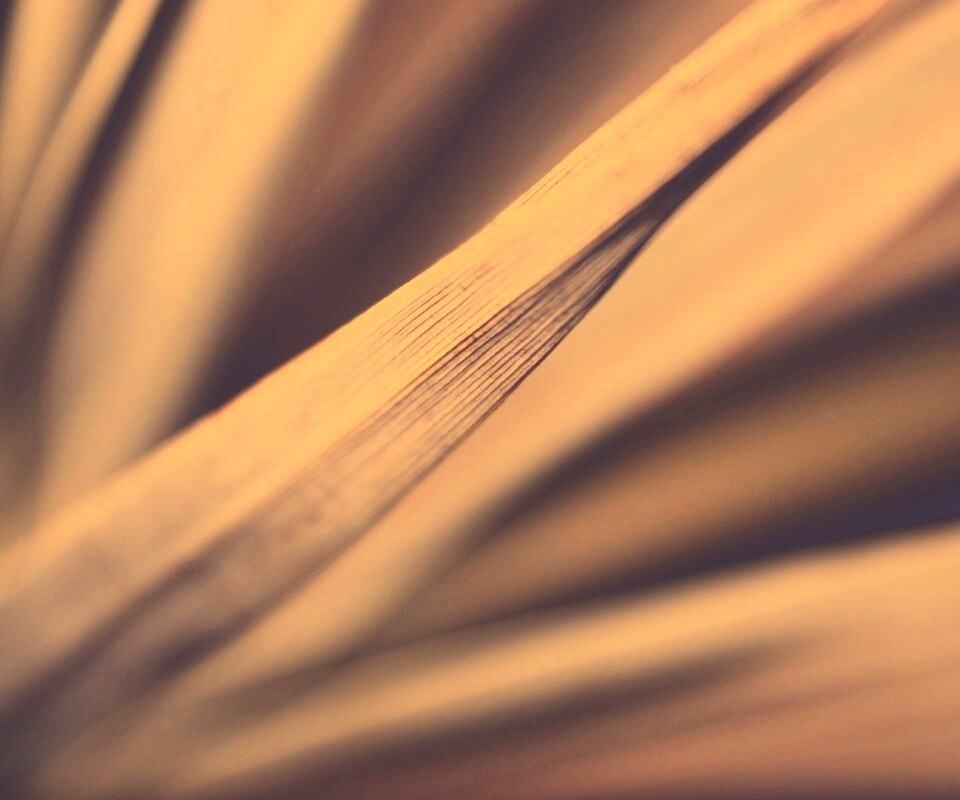 Сухое растение обои