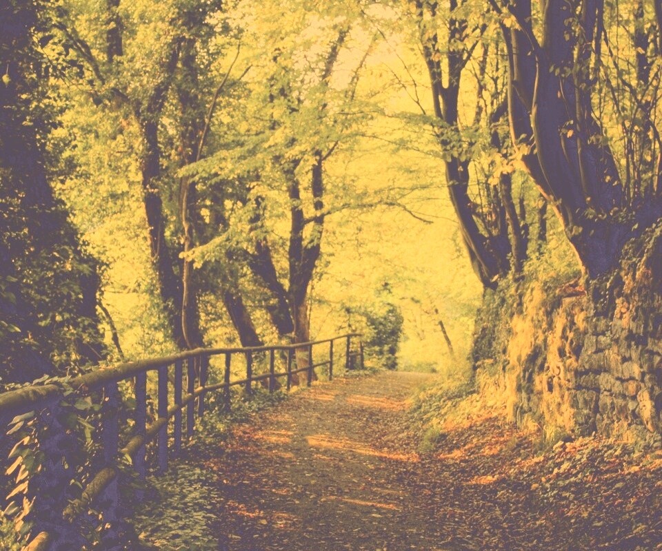 Лесная дорожка обои