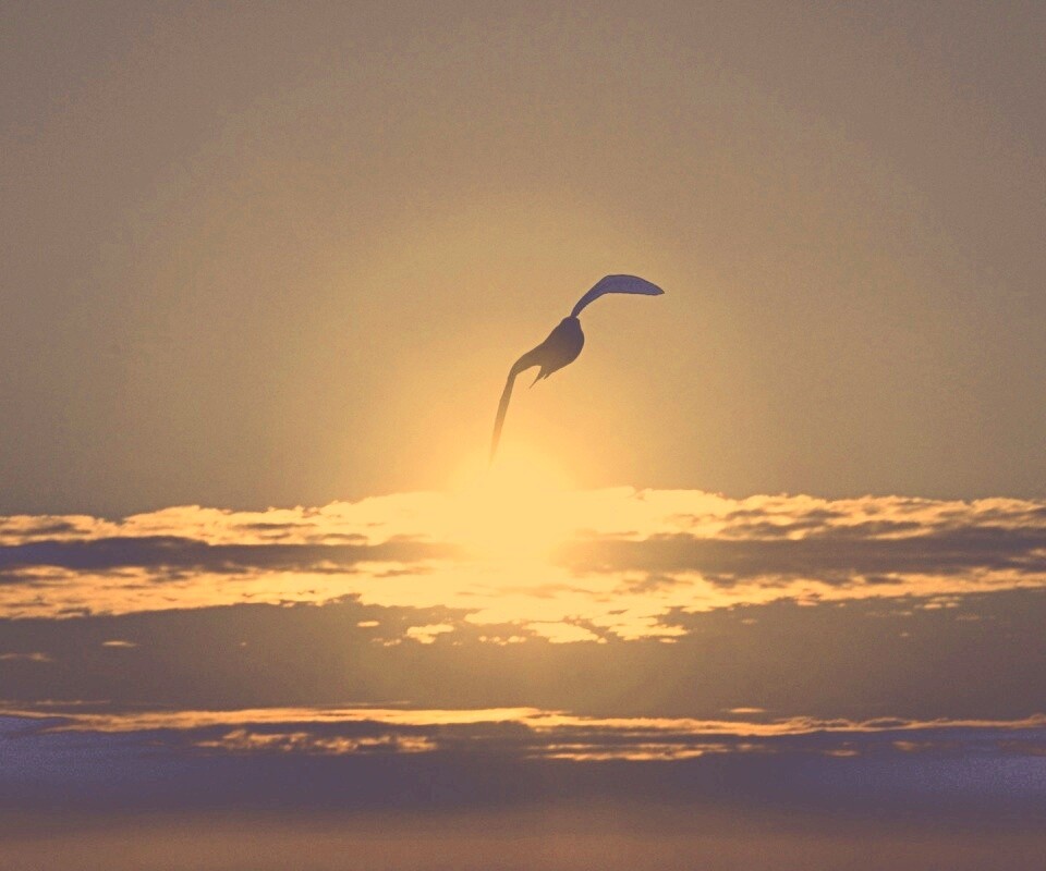 Морская чайка обои