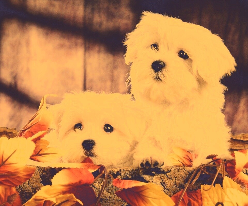 Два белых и пушистых пёсика  обои