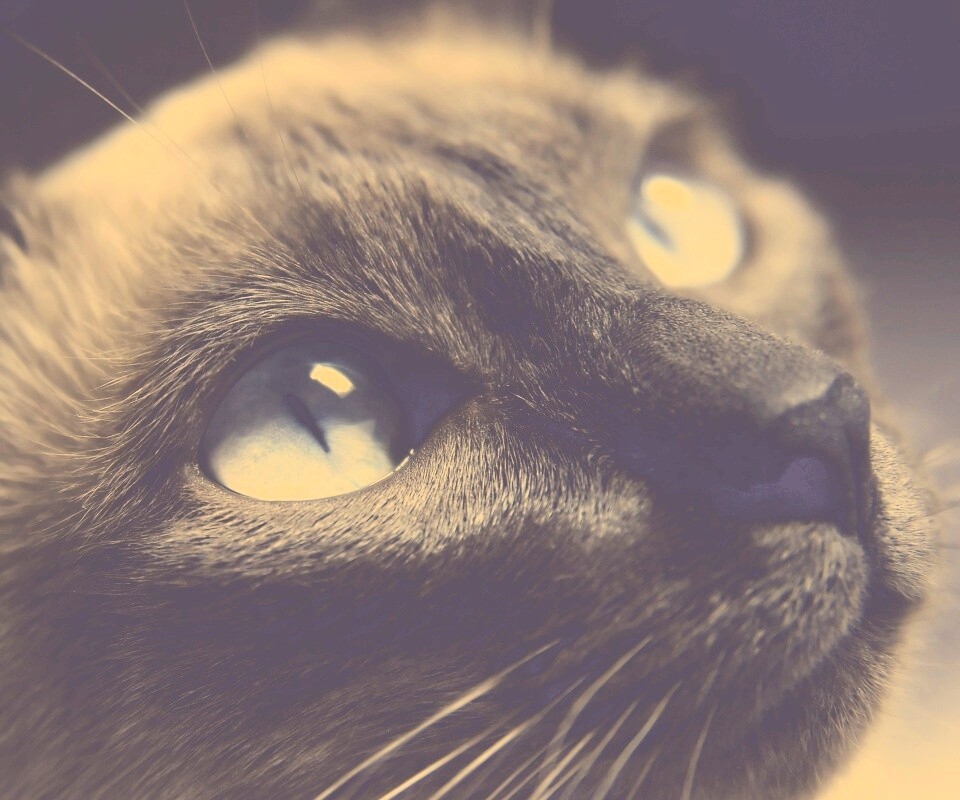 Кот с голубыми глазами обои