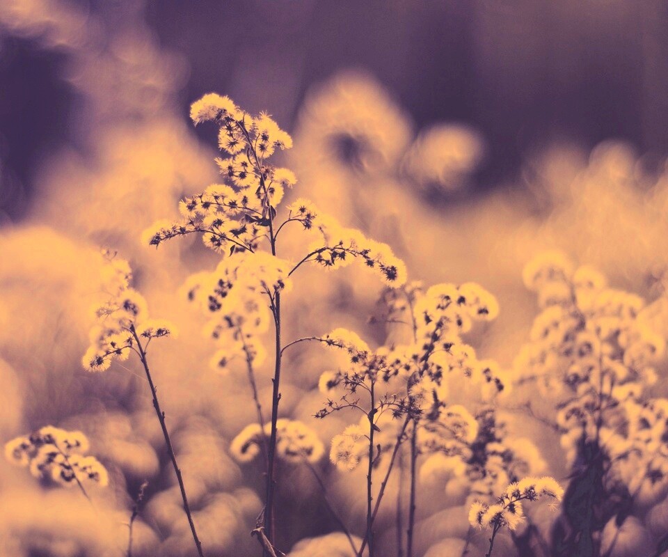 Сиреневые цветы обои