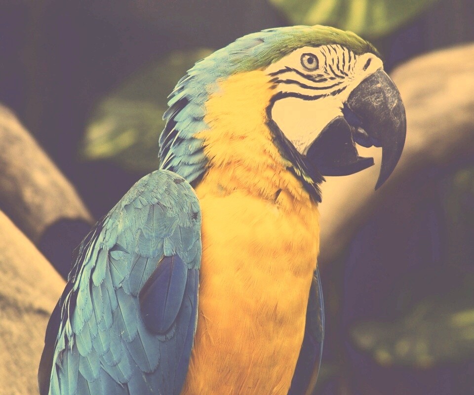 Разноцветынй попугай обои