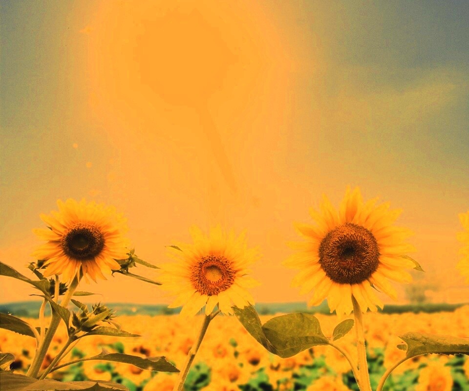 Подсолнухи не смотрят на солнце обои