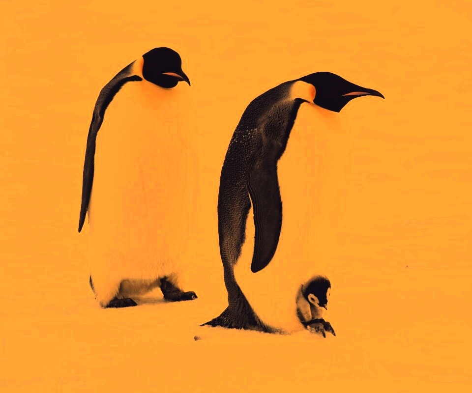 Семья пингвинов обои