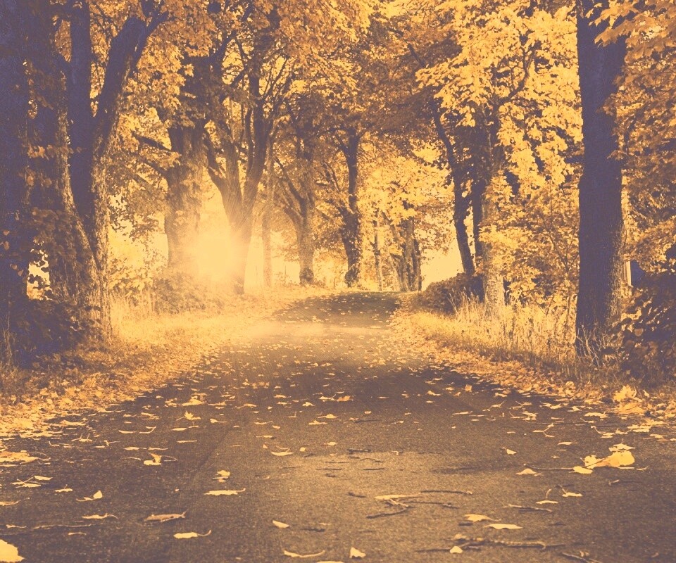 Дорога в осеннем парке обои