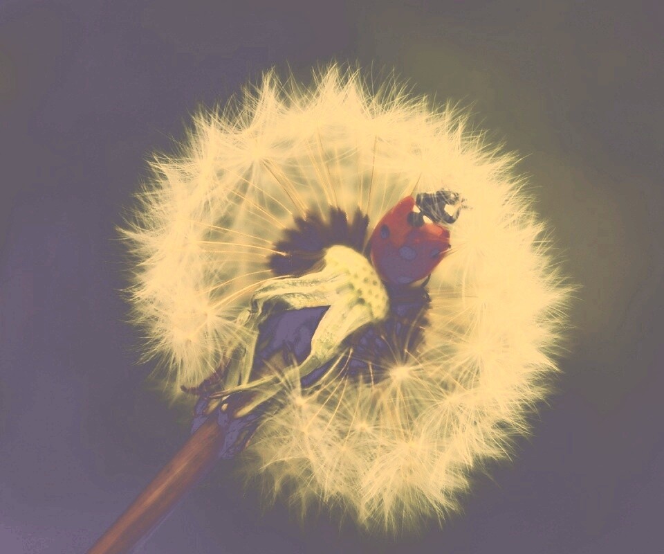 Божья коровка на одуванчике обои