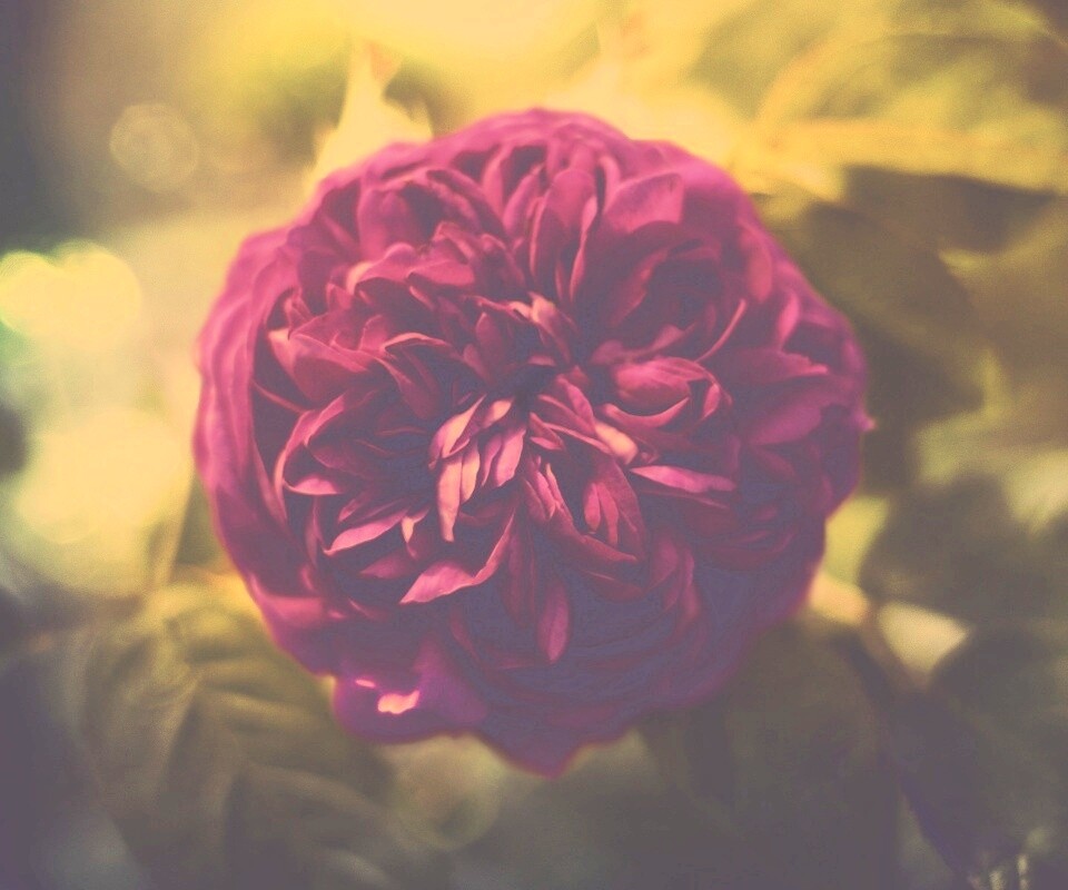 Клевер крупным планом обои