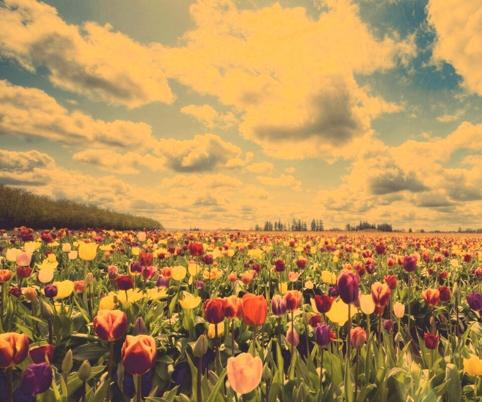 Поле тюльпанов обои