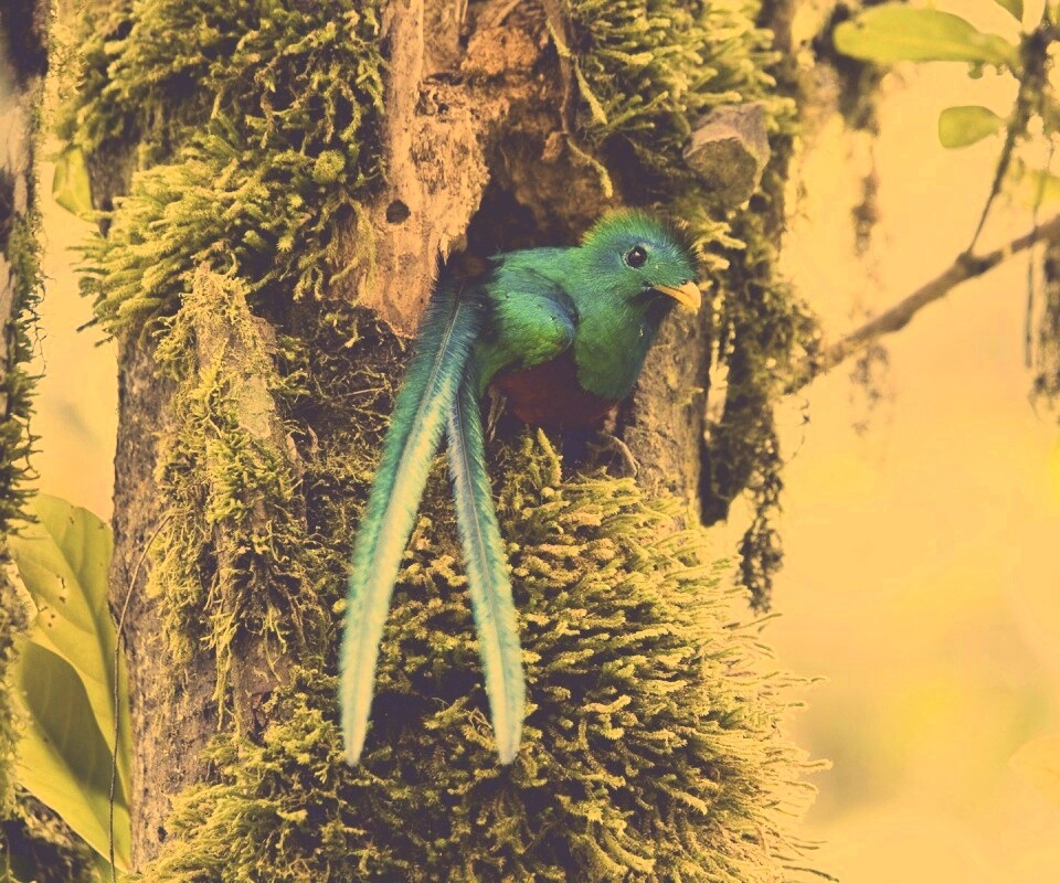 Райская птица в дупле обои