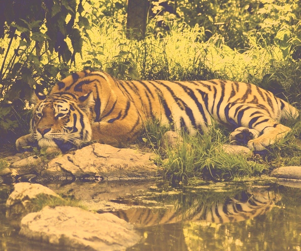 Тигр отдыхает обои