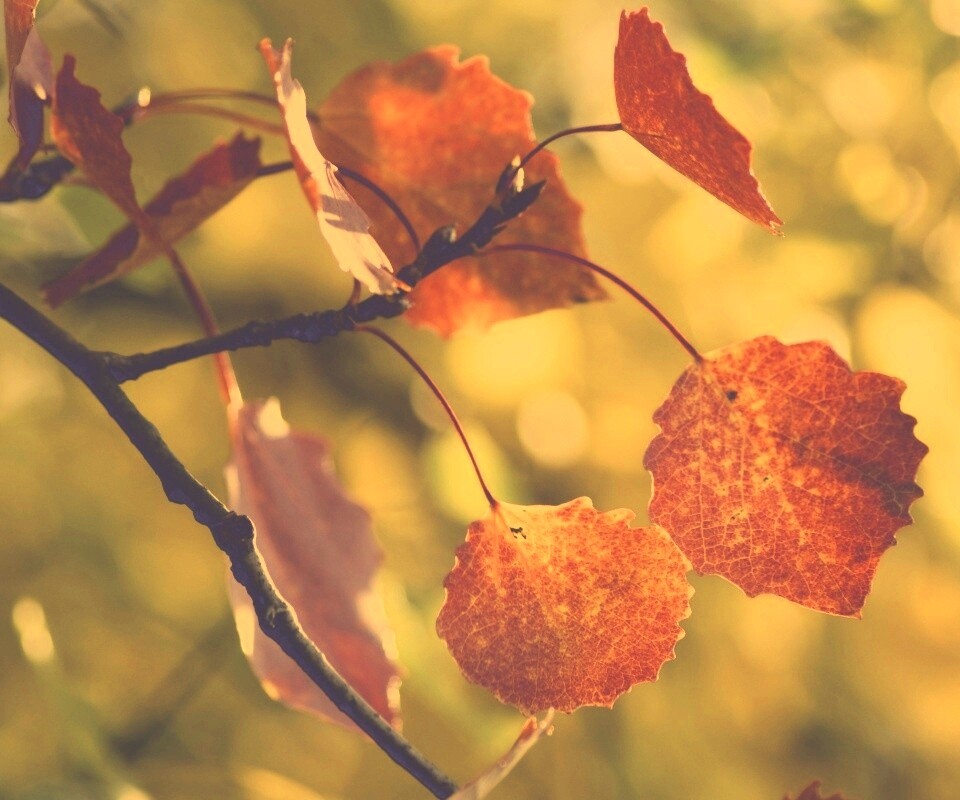 Красные листья обои