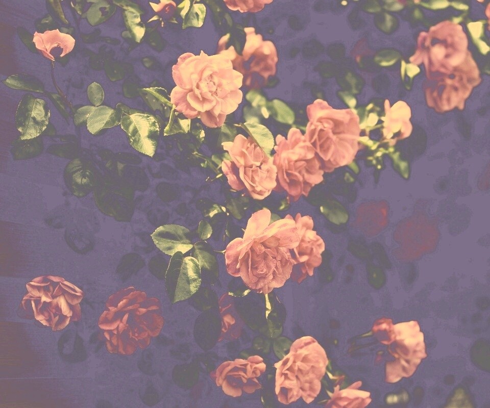 Розовый куст обои