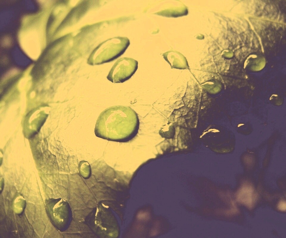 Капли росы на листе обои