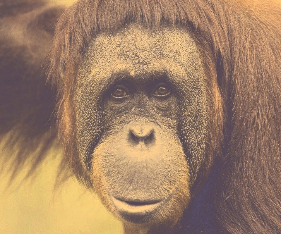 Орангутан обои