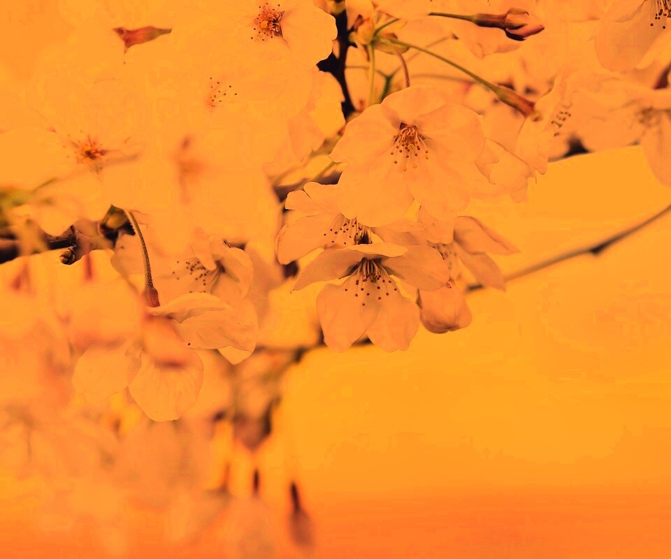 Цветение вишни обои