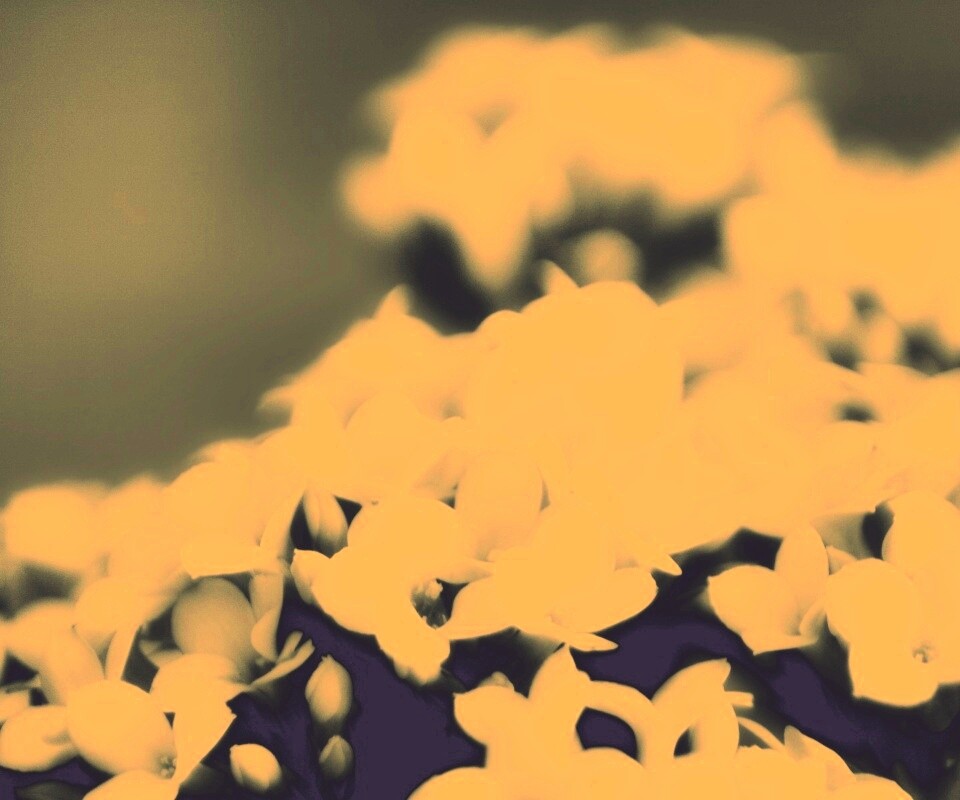 Белоснежные цветочки обои