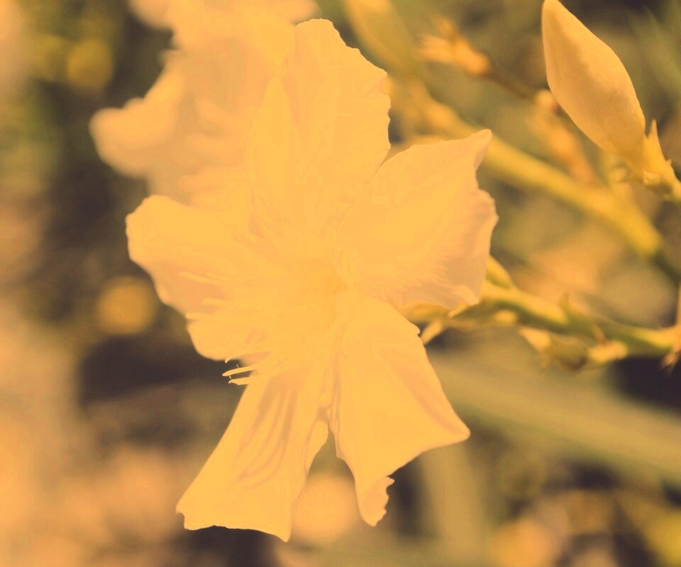 Эухарис, амазонская лилия обои