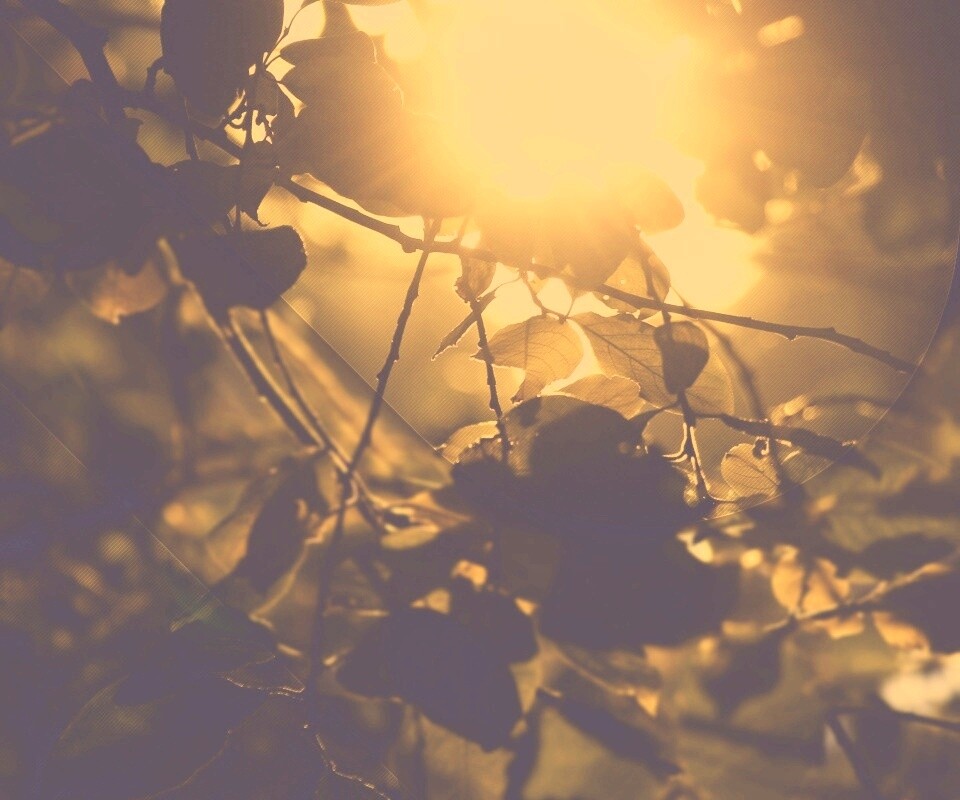 Солнце пробивается сквозь листву обои