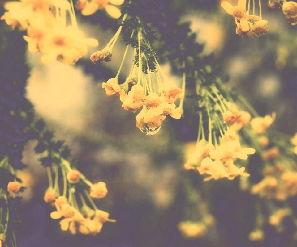 Жёлтые цветочки на ветке обои