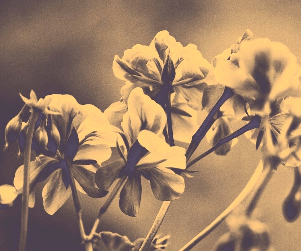 Чёрно-белое фото цветов обои