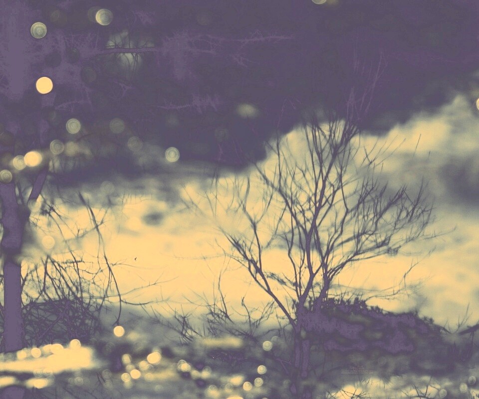 Голые деревья обои