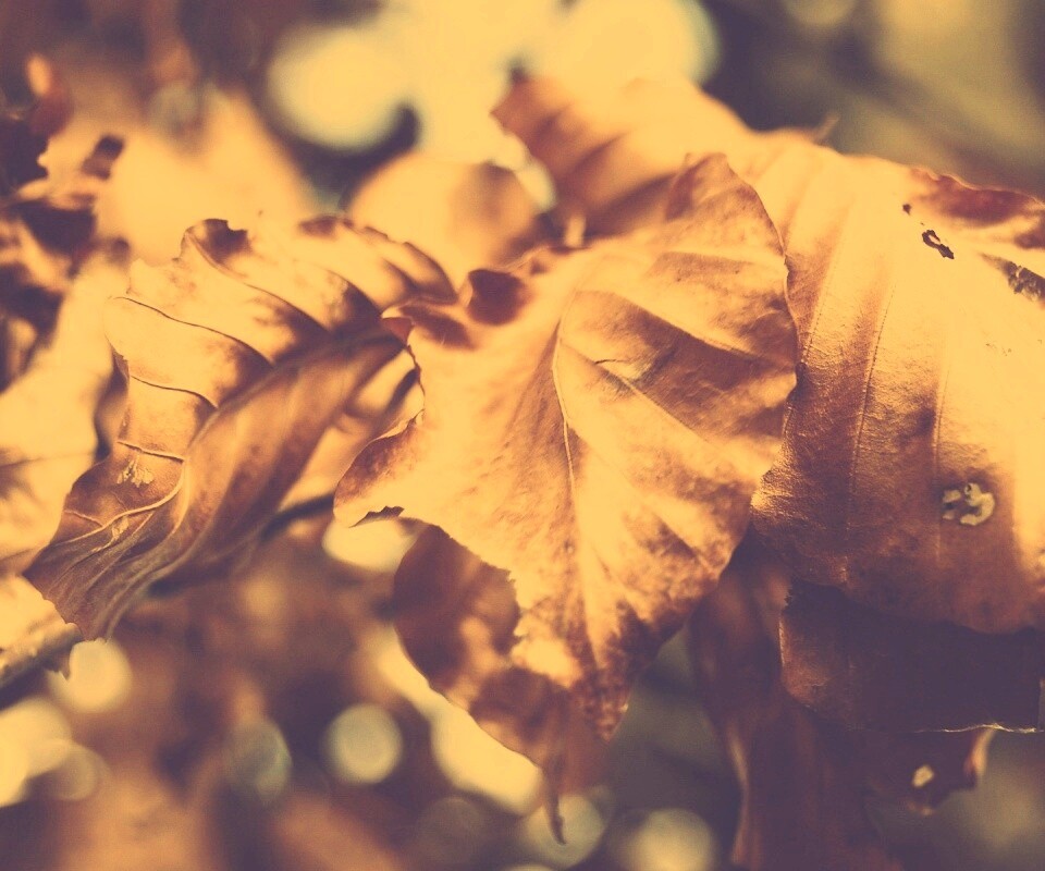 Засохший лист обои