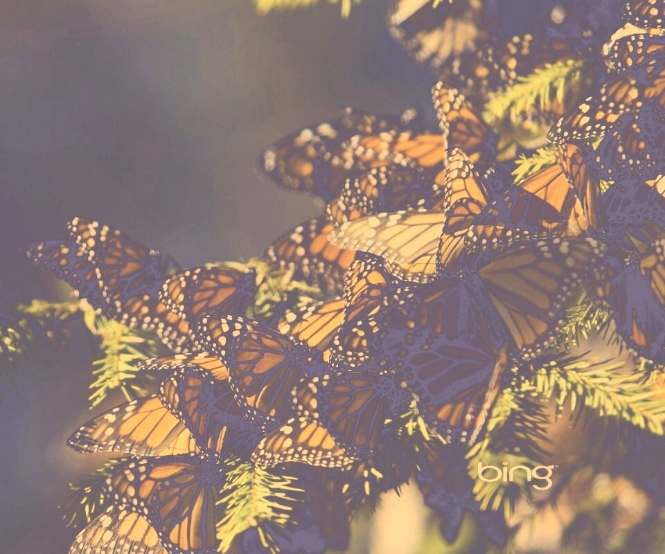 Бабочки облепили ёлку обои