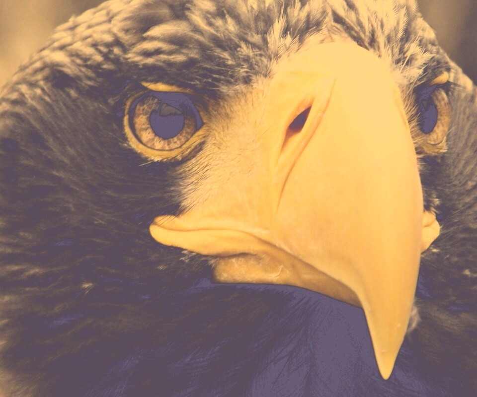 Орёл - птица гордая обои