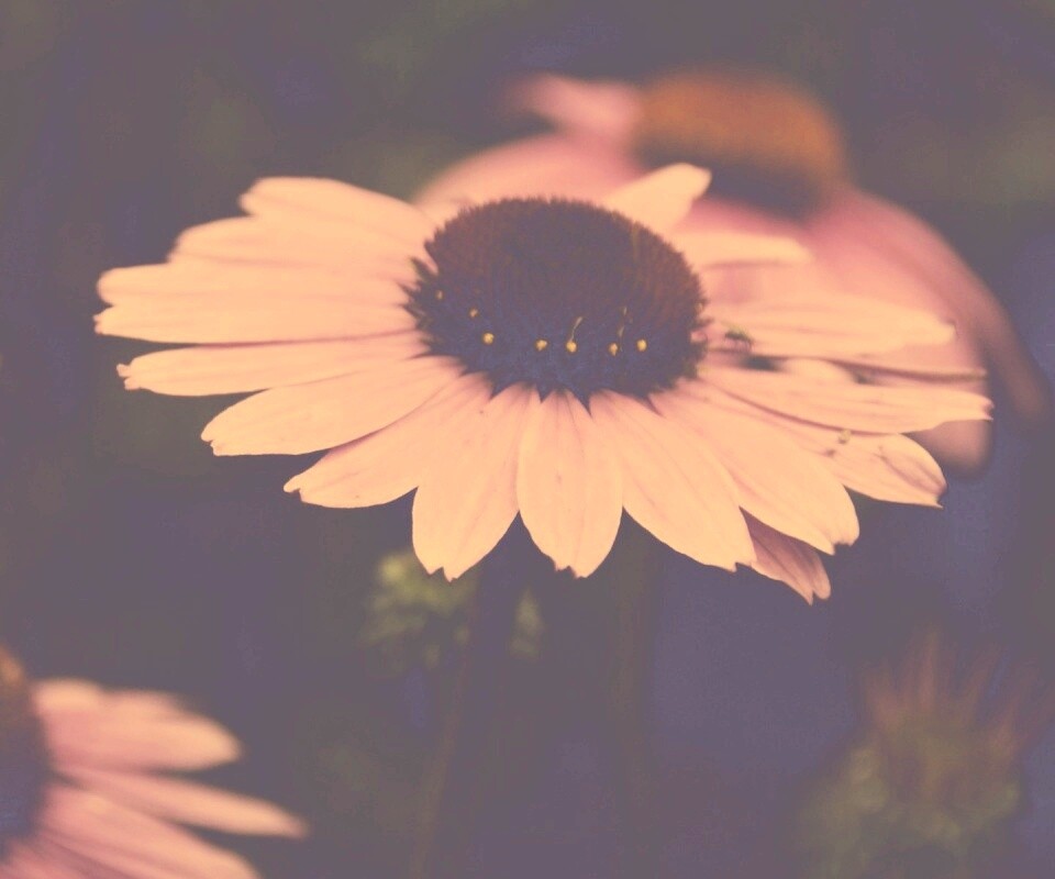 Розовый цветок обои