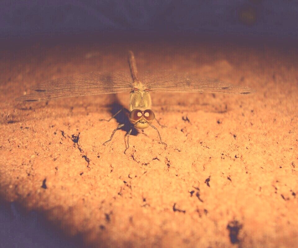 Стрекоза обои