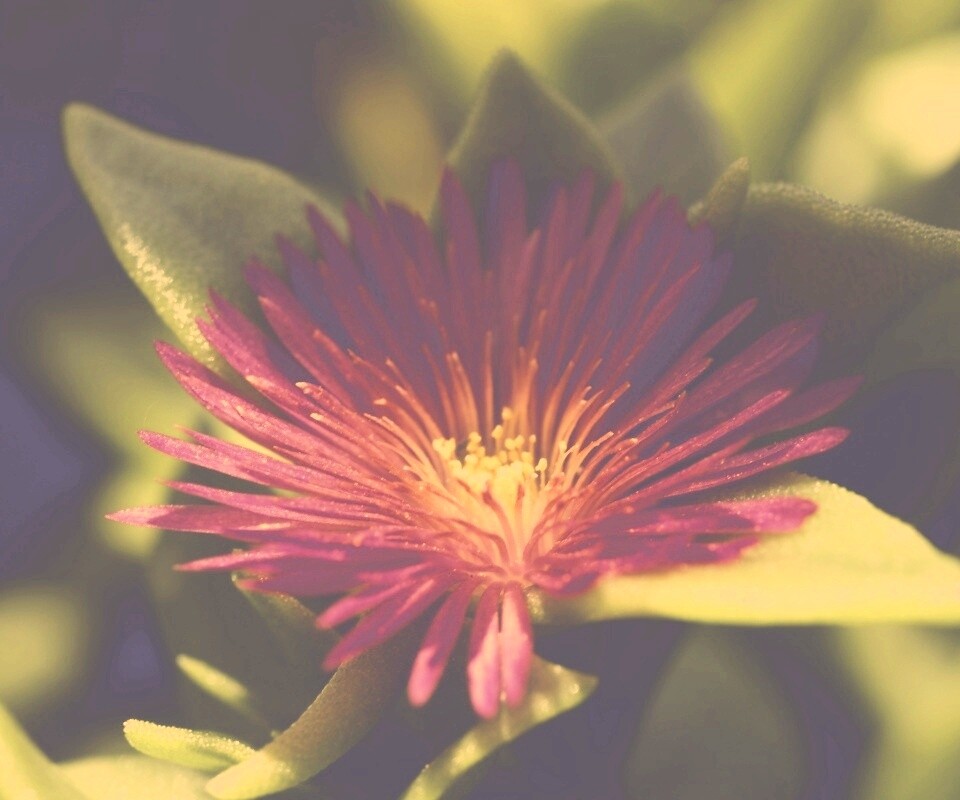 Чудесный цветок обои