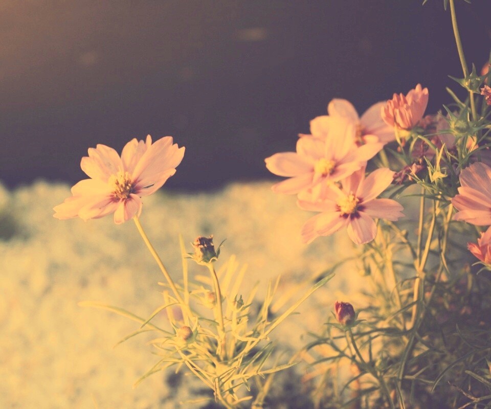 Полевой цветок обои