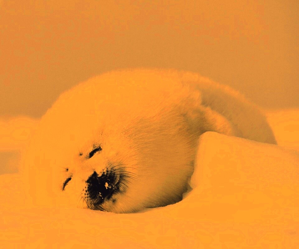 Гренландский тюлень обои