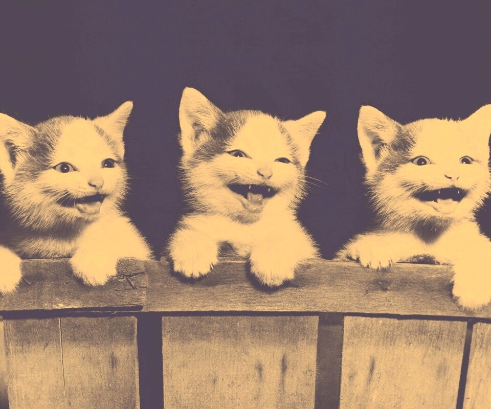 Три милых котенка обои