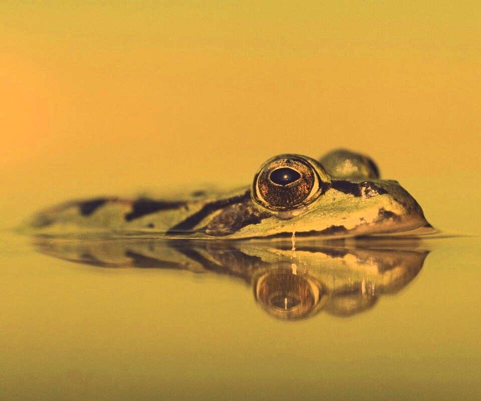Лягушка обои