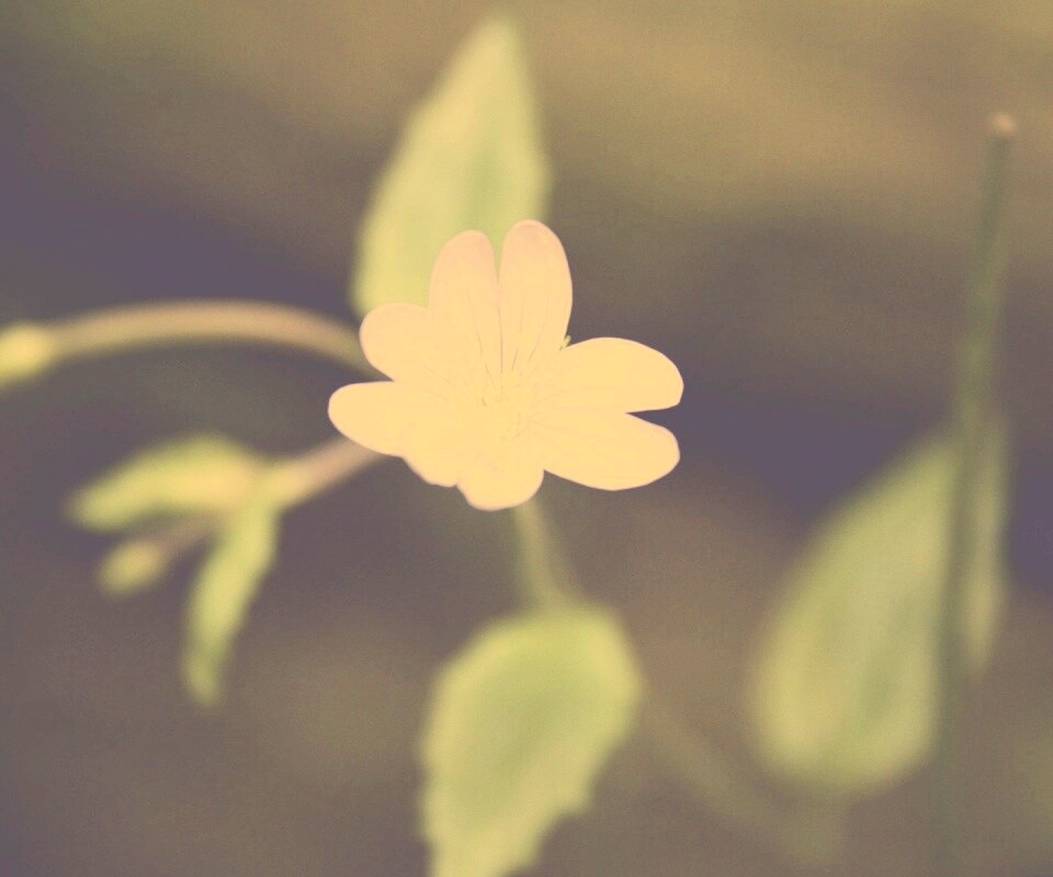 Маленький цветок в макро обои