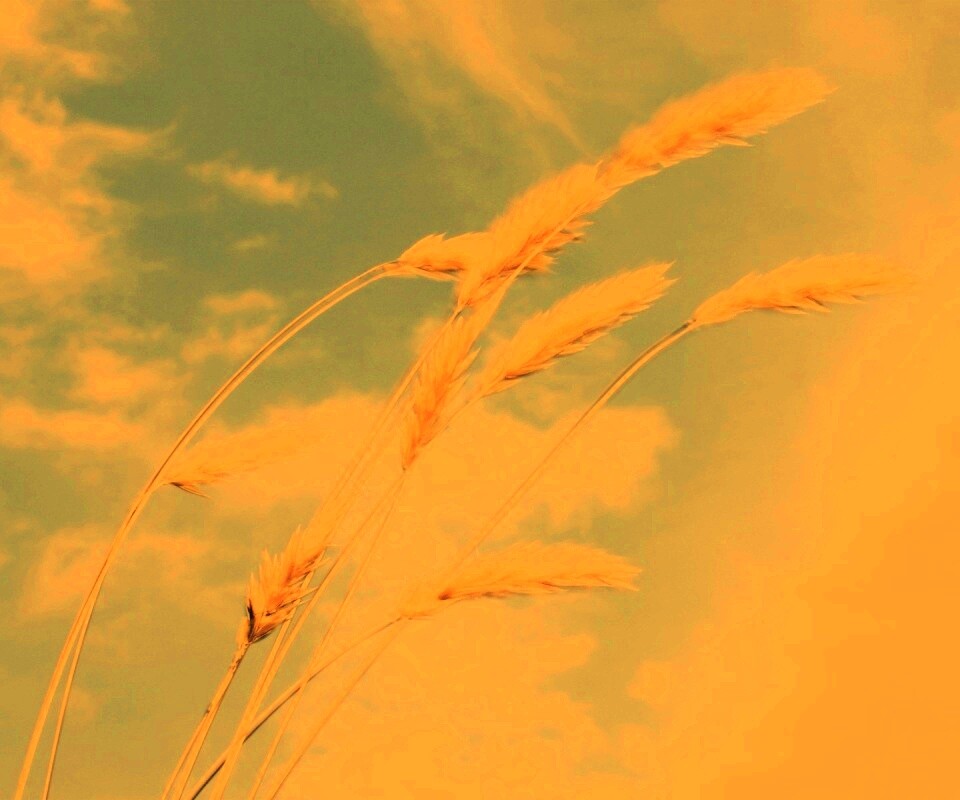 Колосья обои