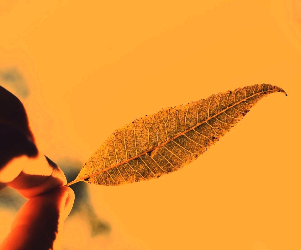 Листик в пальцах обои
